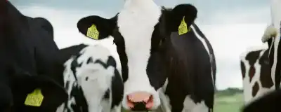 LACTEOS