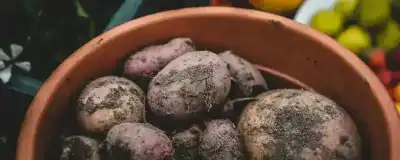 PAPA